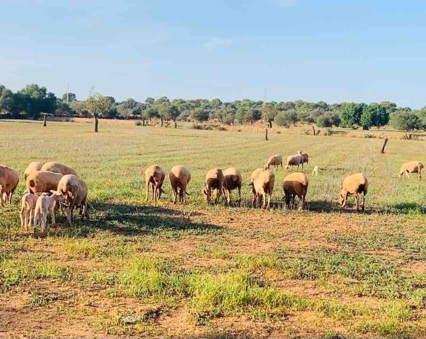 Ses Cases Noves Llucmajor Dış mekan fotoğraf