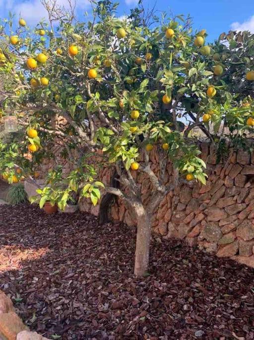 Ses Cases Noves Llucmajor Dış mekan fotoğraf